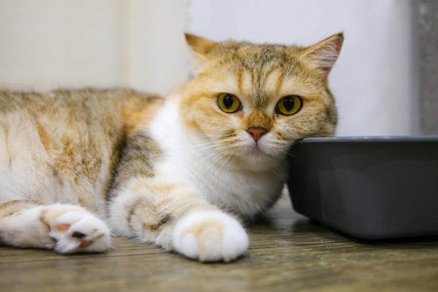 貓砂經常被踩出。首先檢查盆口是否太低。這種調整是最有效的。