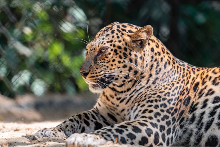 大型動物園貓和家貓之間的差異：行為、需求和飼養神話