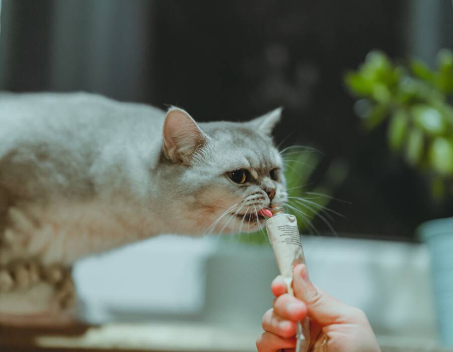 各國貓飼養習慣的差異：環境文化視野下的貓咪照護政策