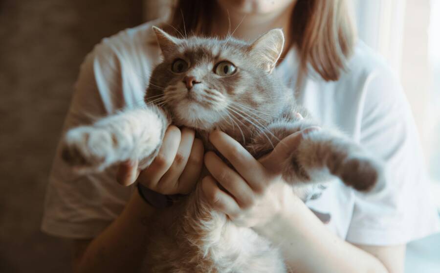 從抗拒到治癒：為什麼不愛動物的人最終會淪為貓奴？