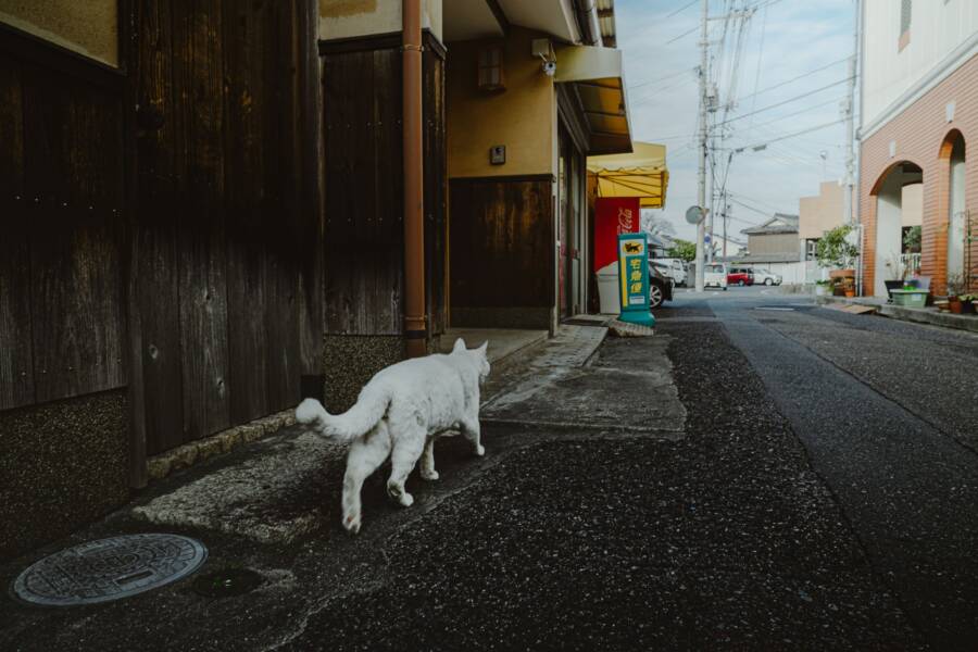 日本招財貓的起源和版本故事：意義、手勢和擺放指南