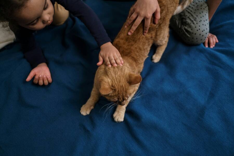 貓與人生階段：從相遇、陪伴到家庭記憶的心理象徵