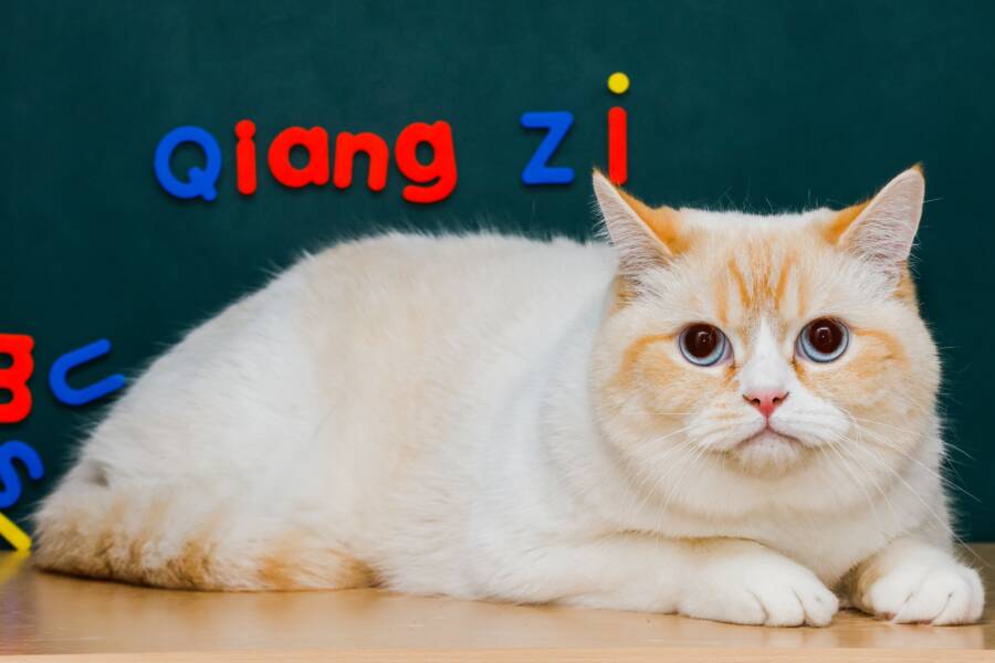 貓的記憶力有多好？分析貓的學習能力與記憶運作
