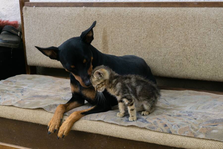 貓比狗更難親近嗎？分析猫的情绪表达和互动技巧