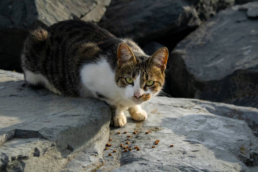 貓咪每月開支清單：飼料、貓砂和醫療預算規劃指南