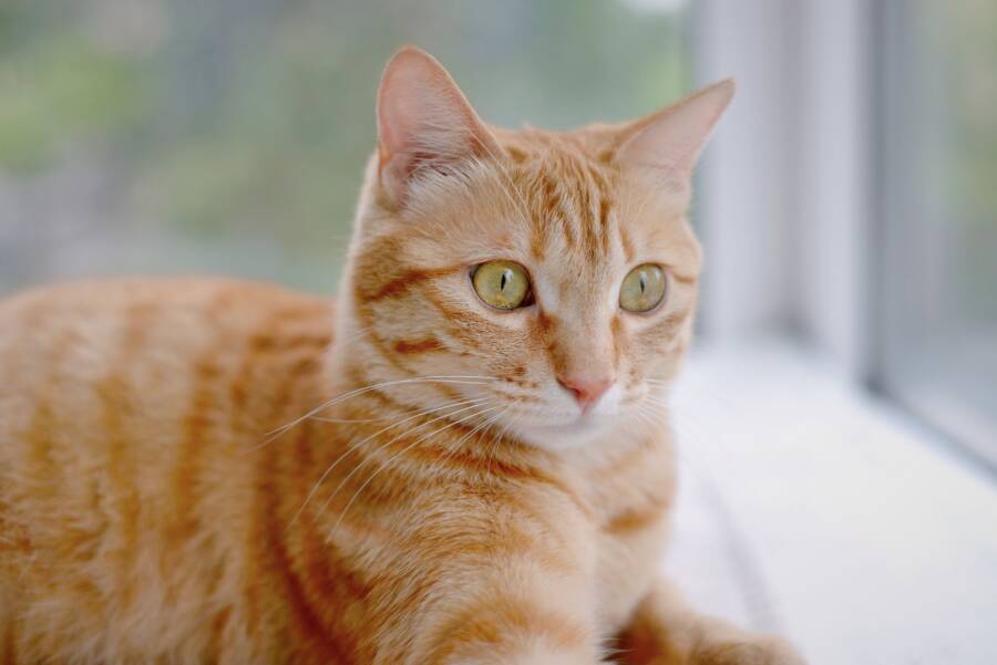不完美飼主也能給貓咪很好的生活:從日常照顧到健康管理 即使不完美的主人也可以給貓咪美好的生活:從日常護理到健康管理