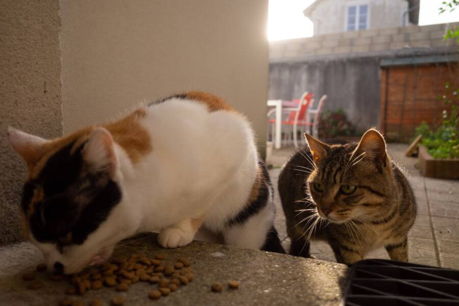 多貓家庭的飼料和墊料消耗計算器：準確管理庫存的實用指南