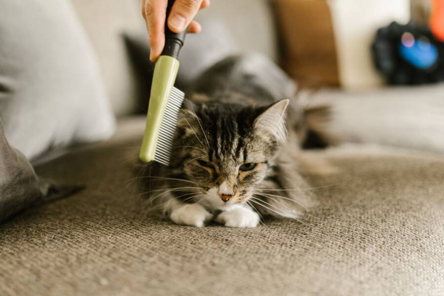 多貓家庭飼養指南：30 個常見貓關係和護理問題的答案