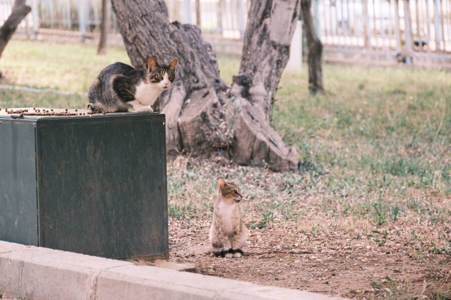 控制流浪貓數量並保護野生動物：TNR 計劃和生態平衡實用指南