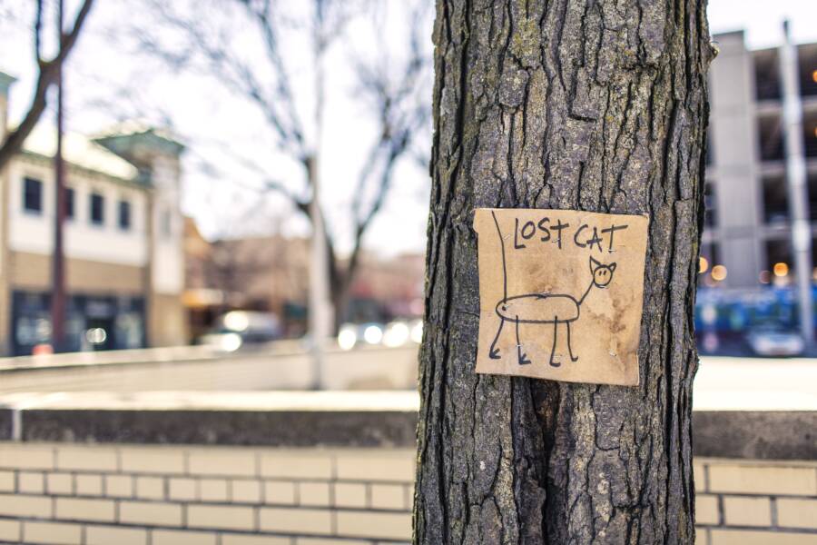 對於那些失去貓的人：處理寵物死亡悲傷的五個實用技巧