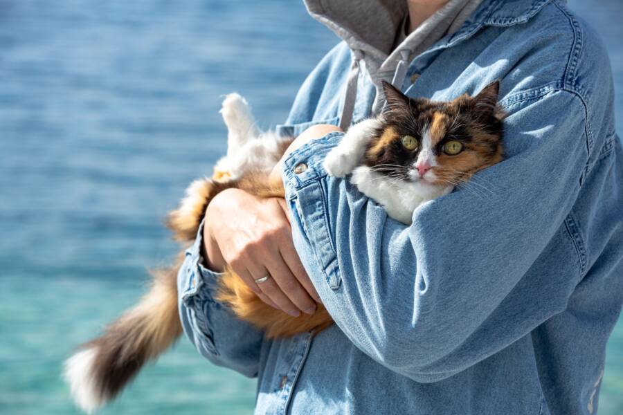 網上公開審判不當業主有用嗎？ Revealing the truth and correct practices of cat protection