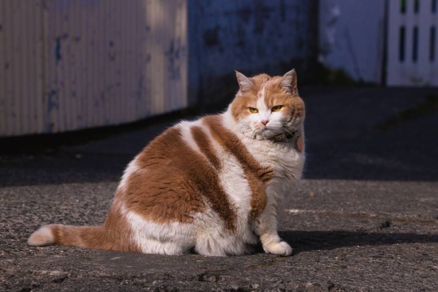肥貓減肥指南：主人必要的心理調適與科學的減重方法