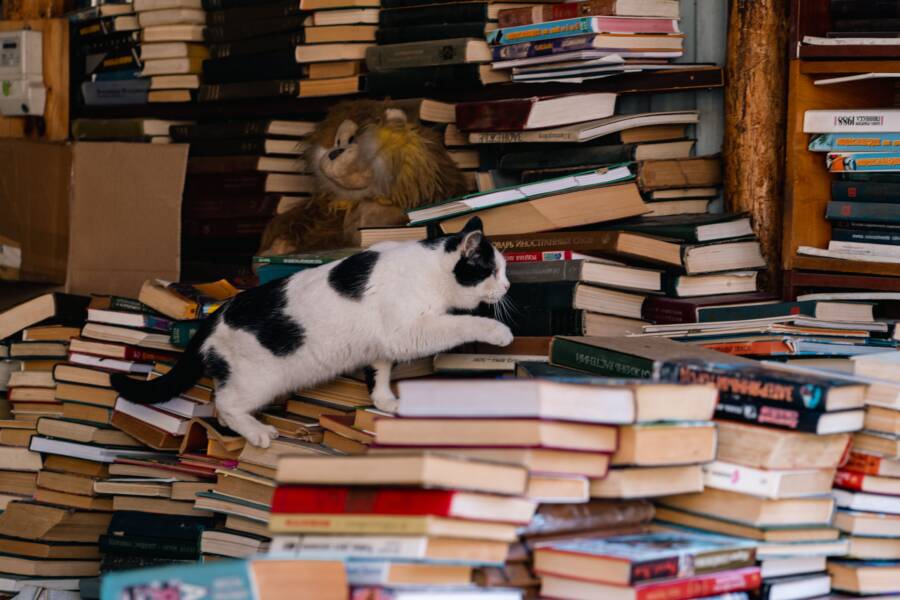 Cat 商品許可和肖像權指南：避免侵權的法律實踐