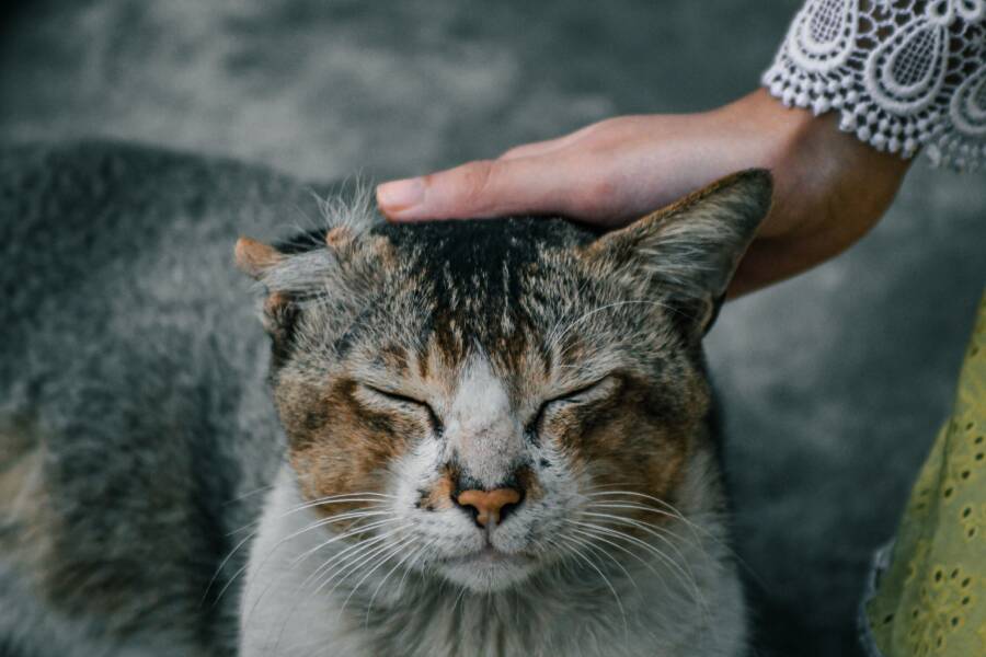 貓咪救助指南：動物保護組織與個別救助者的角色分工及心理調適