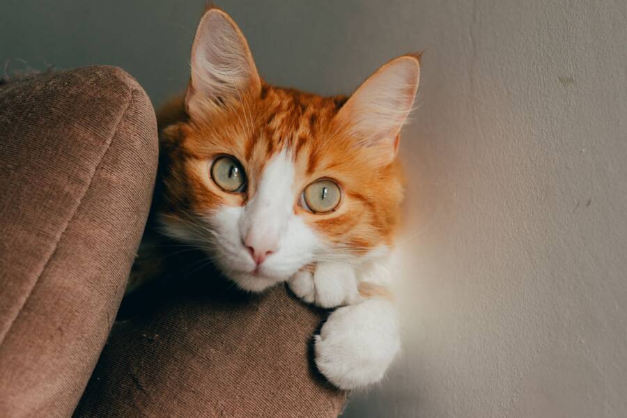 Cat 醫療籌款的真相：信任風險和收據核實指南