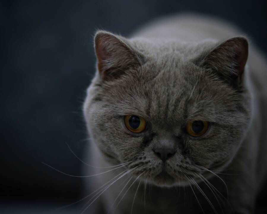 飼養著名的種貓還是混合貓？理性評估適合您的貓科動物伴侶
