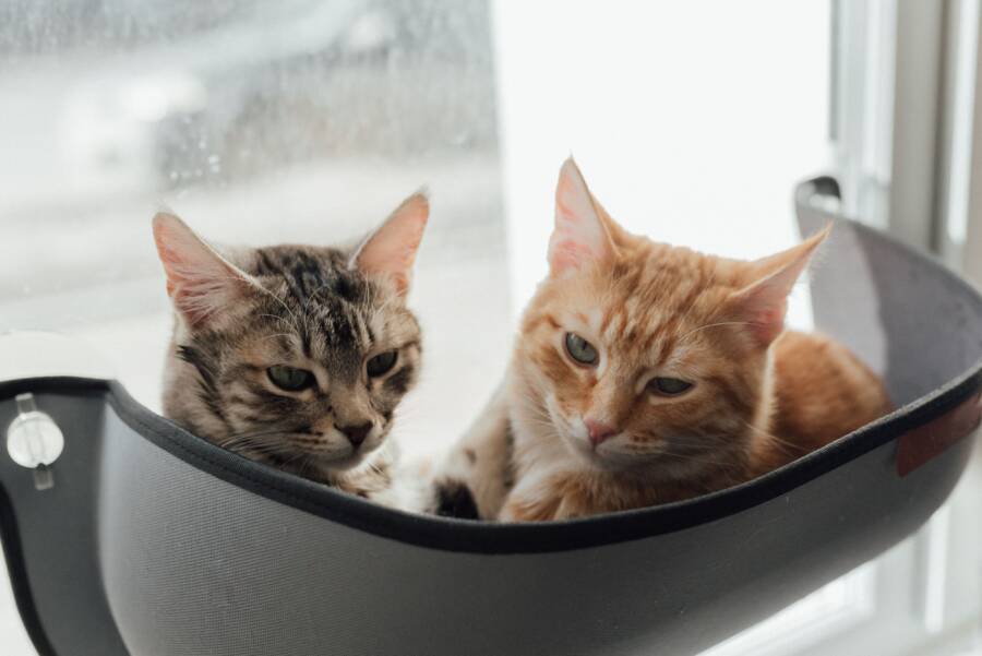 猫一天上厕所几次是正常的？計數比較