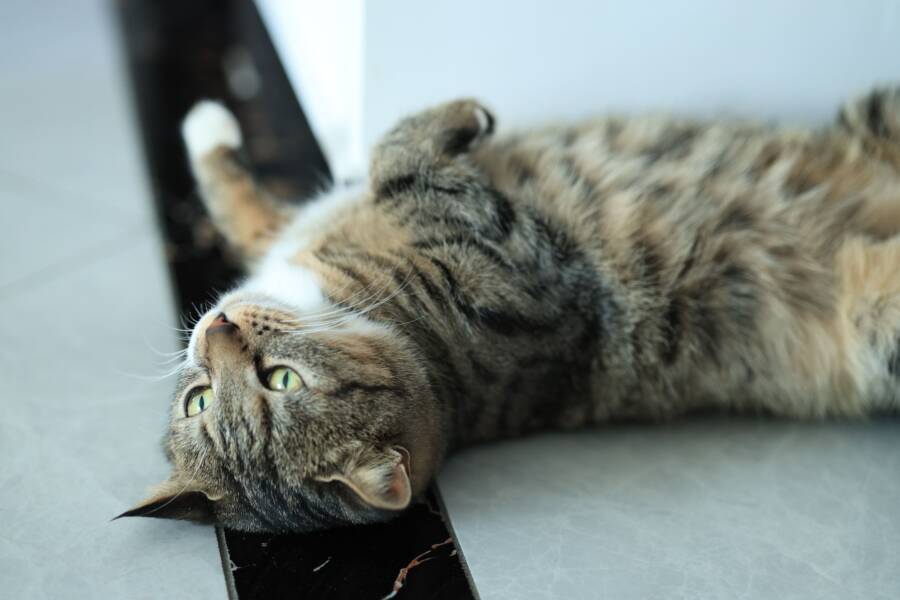 貓砂有酸味正常嗎？換砂判斷要點